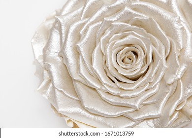 Pearlescent White Rose, Close Up, Silky Satin Flower, Isolated On White Background.