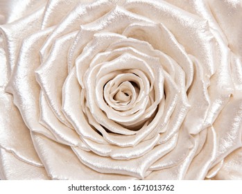 Pearlescent White Rose, Close Up, Silky Satin Flower, Isolated On White Background.