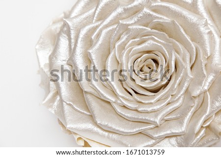 Pearlescent white rose, close up, silky satin flower, isolated on white background.