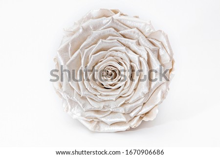 Pearlescent white rose, satin flower preserved isolated on white background, luxury gift.
