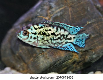 39 Green texas cichlid Images, Stock Photos & Vectors | Shutterstock