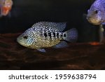 Pearlscale Cichlid is swimming in freshwater aquarium. Herichthys carpintis (Lowland Texas Cichlid) is a large North Mexican cichlid species.