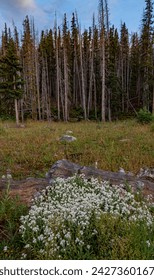 Pearly Everlastings (Anaphalis margaritacea) bunch in front of some downed tree trunks while evidence of the damage  from pine bark beetle infestations show at the forest edge, Medicine Bow Nat Fst,WY