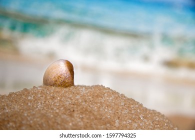 Pearly Gerbil Shell In The Sand Against The Background Of Water And Ocean Waves. Beach Holidays And Carefree