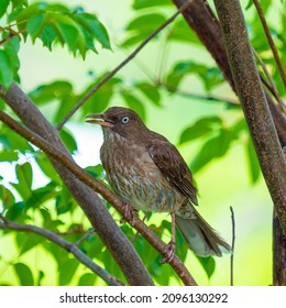 Pearly-eyed Thrasher on a tree branch chirping a warning