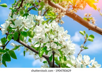 Pears blossom in the garden. Spring flowers on tree.spring, flowering, blossom, pear, pear blossom, white blossom