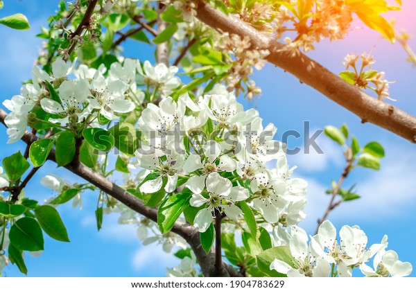 Pears blossom\
in the garden. Spring flowers on tree.spring, flowering, blossom,\
pear, pear blossom, white\
blossom