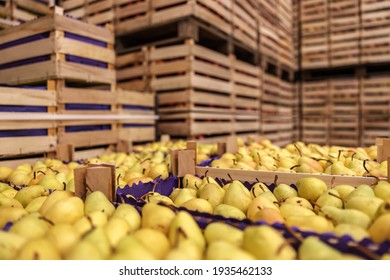 Pears In Crates Ready For Shipping. Cold Storage Interior.