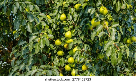 Pears hang from branches of a tree surrounded by green leaves in a warm sunny setting on a summer day near a farm