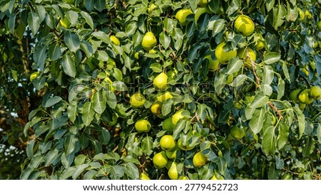 Pears hang from branches of a tree surrounded by green leaves in a warm sunny setting on a summer day near a farm