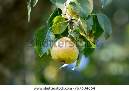 Similar – Image, Stock Photo ripe apple on a tree Apple