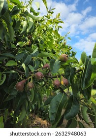 Pears on the branches of a tree. Small pear. Small unripe pears on the branches of the tree.