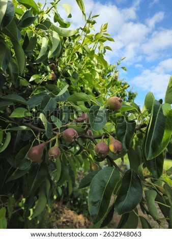 Pears on the branches of a tree. Small pear. Small unripe pears on the branches of the tree.