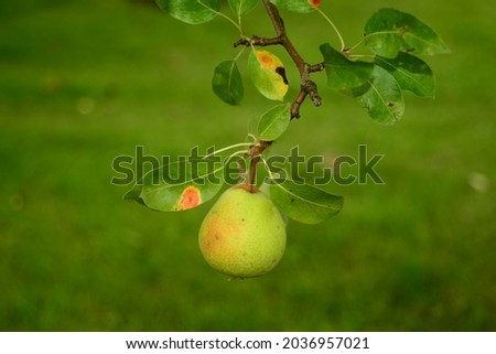 Similar – Image, Stock Photo ripe apple on a tree Apple