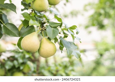 Pears on the tree. Selective focus