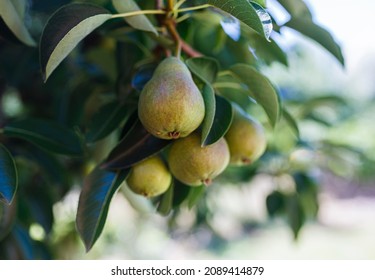 Pears On A Tree In Summer In Adelaide, South Australia