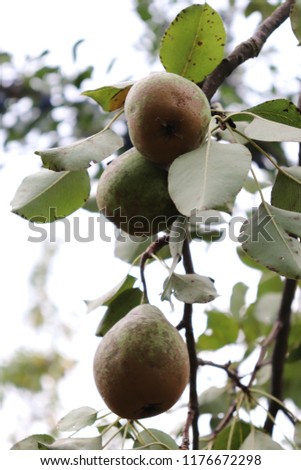 pears on treee stock