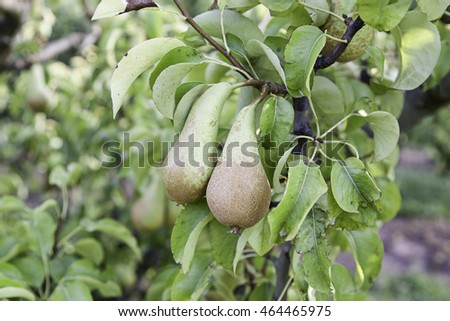 Similar – Image, Stock Photo pear tree Fruit Nutrition