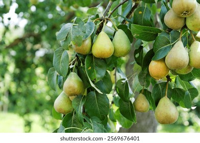 The Pears (Pyrus) on the tree