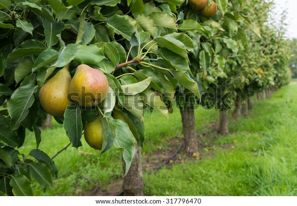 pears ready for harvest in a pear orchard in\
the netherlands