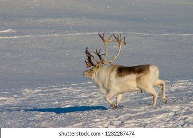 Peary Caribou Buck Running In The Snow.