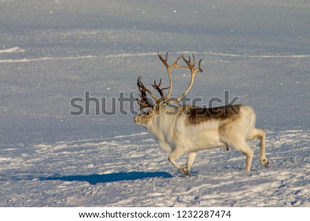 Peary Caribou buck running in the snow.