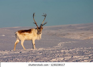 Peary Caribou Buck Standing.