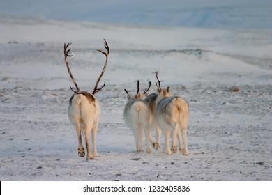 Peary Caribou Herd Walking Away.