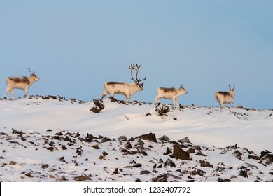 Peary Caribou Walking Along A Ridge.