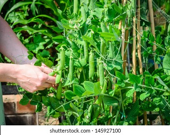 Peas Being Picked From A Pea Plant