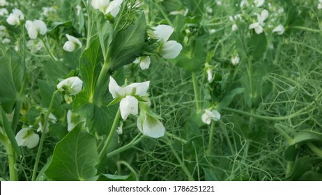 Peas Detail Blossom Flower White Bio Organic Farm Farming Cover Crop Pisum Sativum, Green Fertilization Mulch Field Soil Nutrition For Other Crops Pea Green Tendrils Manure Nitrogen, Agriculture