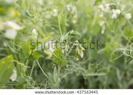 peas growing field flowering peas early stock photo edit now growing field peas