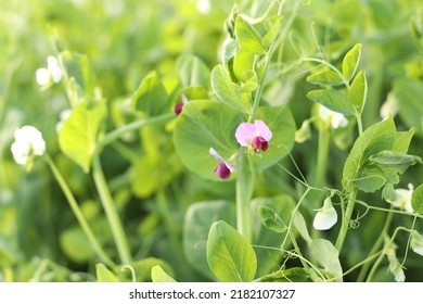 Peas growing on the farm - Shutterstock ID 2182107327
