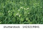 Peas and oats detail for green fertilization mulch field and soil nutrition for other crops and green manure farming organic, important for agricultural production, cover crop agricultute