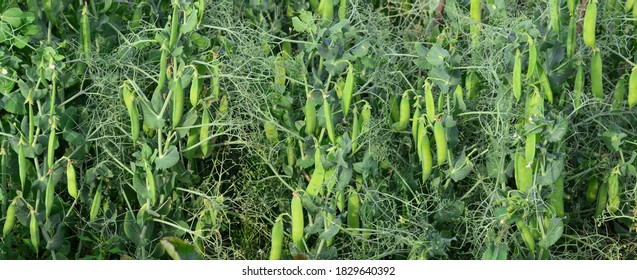 Peas are ripening in the garden bed. Many juicy ripe pea pods on green stalks. Side view, shallow depth of field.