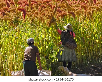 A peasant woman and man harvesting quinoa and kiwicha in the Peruvian highlands