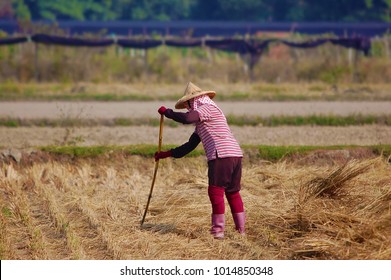 Peasant Woman Working In Paddy Field