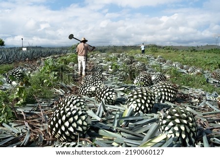 The peasants have already finished cutting or jimar many agave plants and are leaving with their work tools.