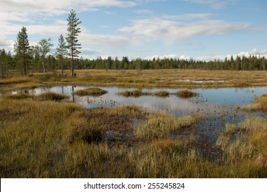 Peat Bog