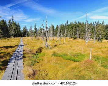 Peat Bog In The National Park Krkonose, Czech Republic