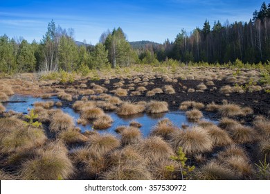 Peat Bog In The National Park Sumava Europe