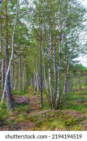 Peat Forest With A Hiking Trail In The Summer