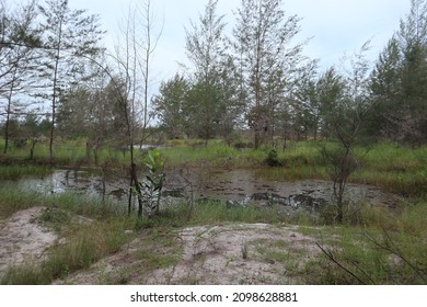 Peat Forest And Many Past Tin Holes That Mark The Way To The Cape Snake Beach.