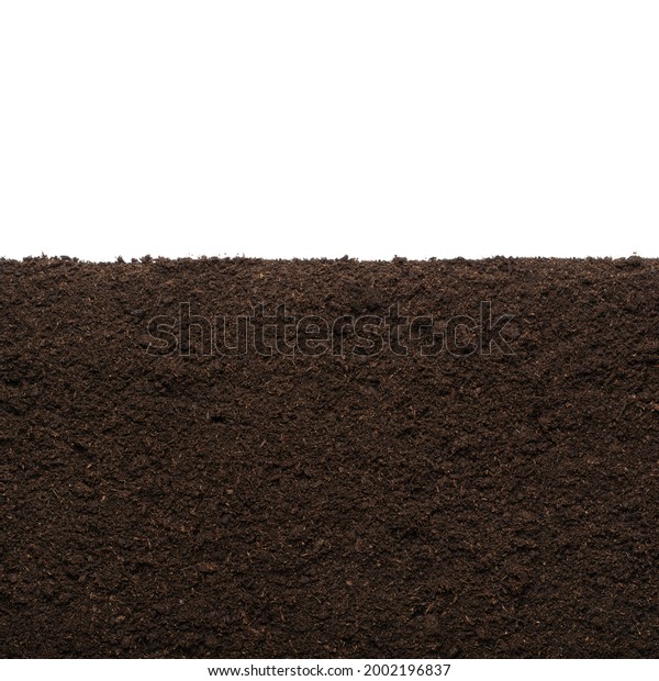 Peat Moss Isolaetd On White Background Stock Photo 2002196837 ...