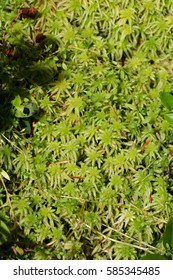 Peat Moss, Sphagnum