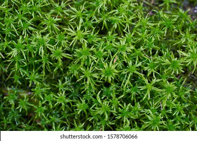 peat moss (Sphagnum palustre), Sphagnum, or peat-moss Girgenzona (Sphagnum girgensohnii Russ), background