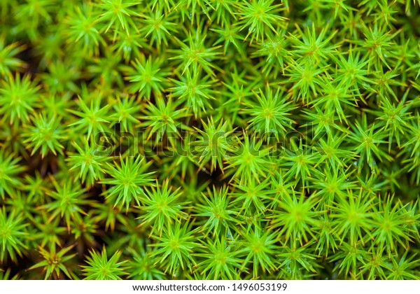 peat moss (Sphagnum\
palustre), Sphagnum, or peat-moss Girgenzona (Sphagnum girgensohnii\
Russ), macro