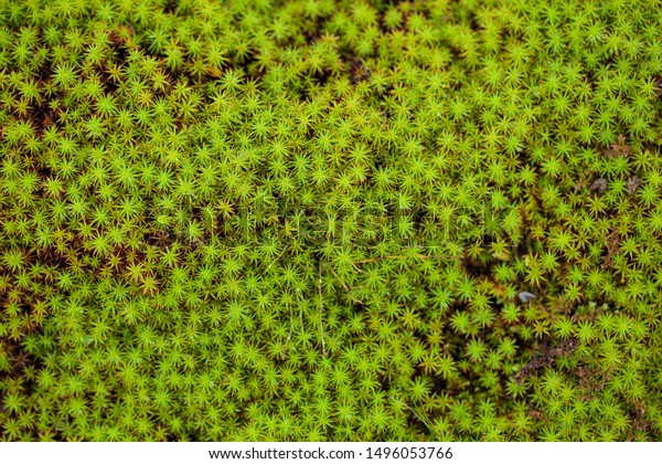 peat moss (Sphagnum\
palustre), Sphagnum, or peat-moss Girgenzona (Sphagnum girgensohnii\
Russ), macro