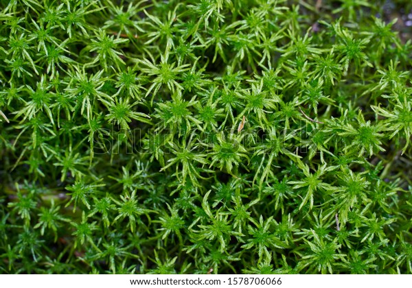 peat moss\
(Sphagnum palustre), Sphagnum, or peat-moss Girgenzona (Sphagnum\
girgensohnii Russ),\
background