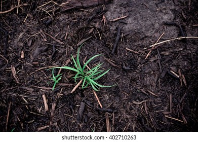 Peat Soil Texture Background